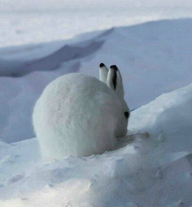北极兔 世界上最容易被踹的兔子
