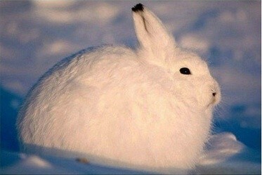 北极兔 世界上最容易被踹的兔子