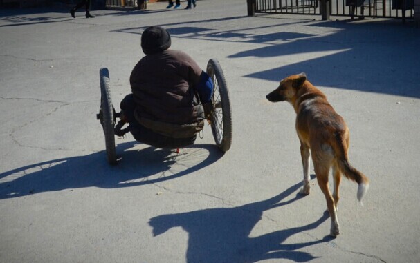 忠犬每天推残疾主人去摆摊 天冷时帮其暖脚