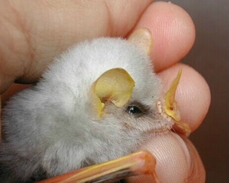世界上最萌的蝙蝠。。。洪都拉斯白蝙蝠 以吃果子为生(不吸人血)