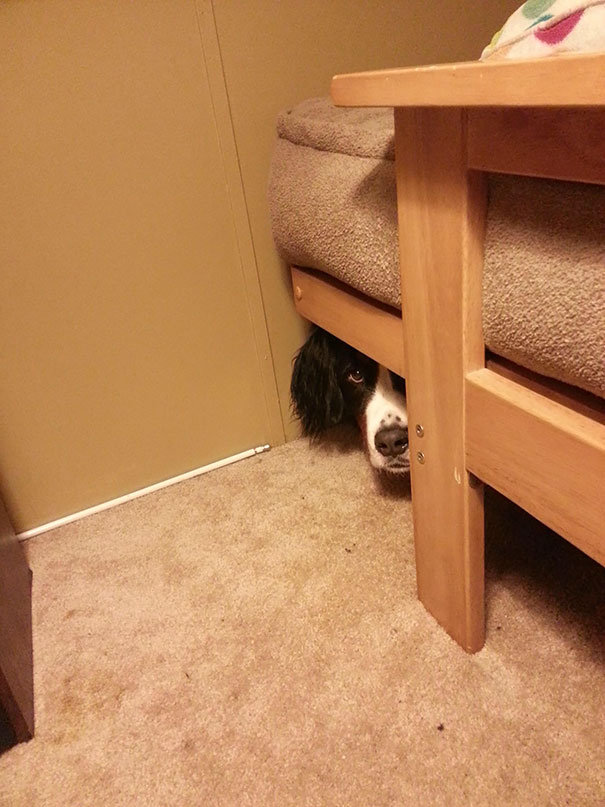 dogs-hide-seek-7__605