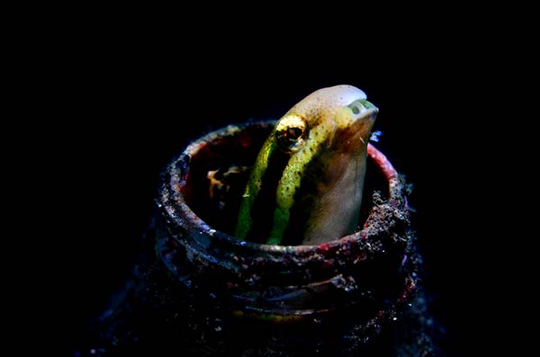 委内瑞拉摄影师在印度尼西亚拍摄惊人的水下动物世界