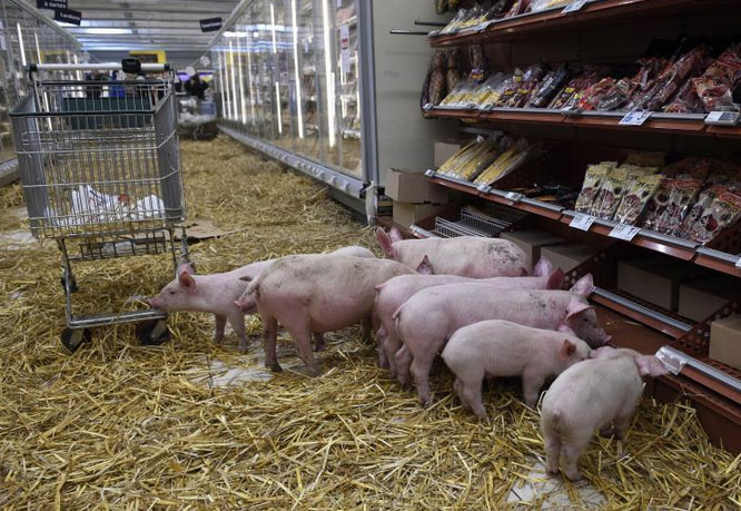 法国农民将猪赶至超市生鲜区 抗议猪肉价跌