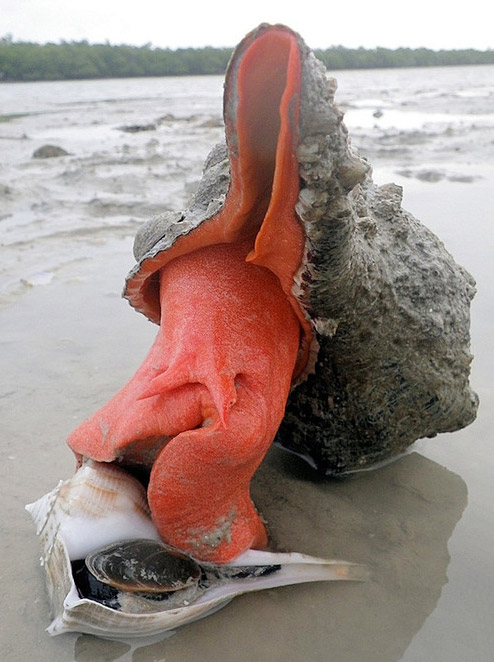 地球上最大的蜗牛？天王赤旋螺