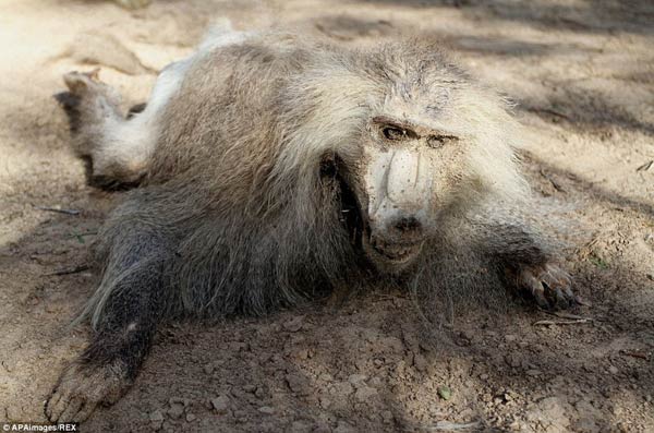 巴以冲突致使加沙动物园动物变干尸