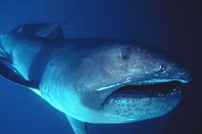 罕见4.5米巨口鲨尸体被冲到菲律宾沙滩 30年只出现过60次