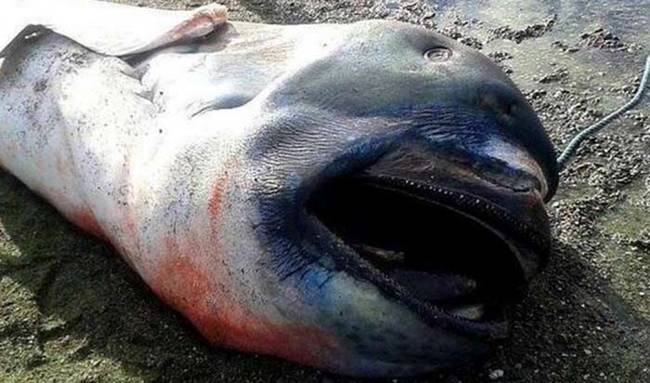 罕见4.5米巨口鲨尸体被冲到菲律宾沙滩 30年只出现过60次