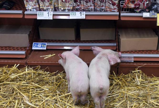 法国农民将猪赶至超市生鲜区 抗议猪肉价跌