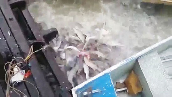 实拍食人鱼疯狂进食：巴西渔民向亚马逊河中扔肉 引食人鱼争抢-2