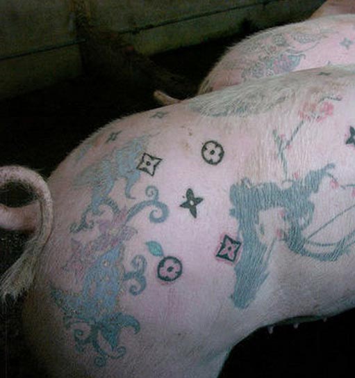 最时髦的猪：艺术家为活猪文身 一张猪皮卖50万元