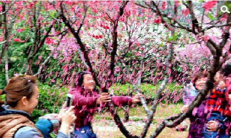 游客为拍照拼命摇树 称“花总是要落的”