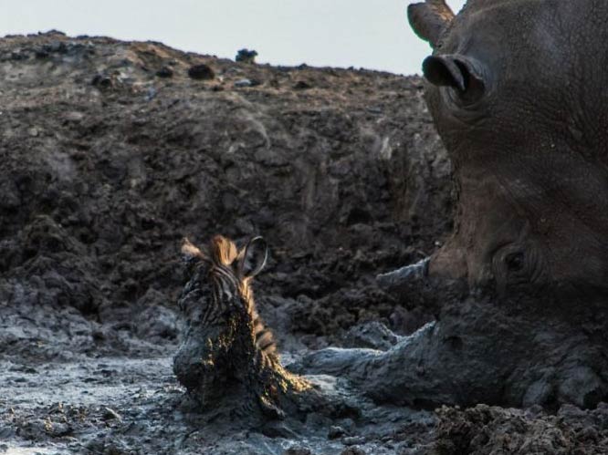 当受困泥沼小斑马遇到好心犀牛，悲剧发生了：犀牛营救泥沼中的小斑马 不幸将其顶死