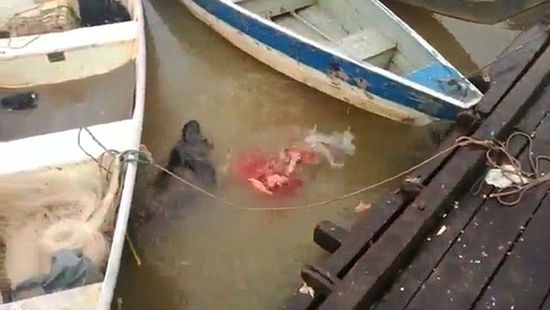 实拍食人鱼疯狂进食：巴西渔民向亚马逊河中扔肉 引食人鱼争抢-1