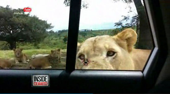 南非野生动物园狮子用嘴打开车门 吓呆女游客