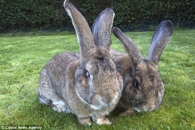 世界最大的兔子：英国家兔体长1米3成世界最大兔子 -2