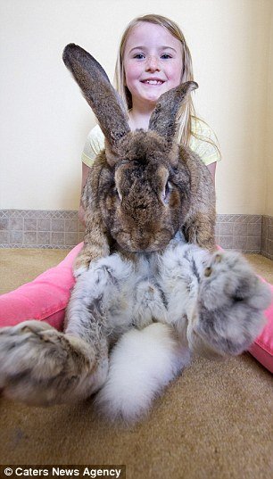 世界最大的兔子：英国家兔体长1米3成世界最大兔子 -5