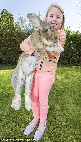 世界最大的兔子：英国家兔体长1米3成世界最大兔子 -3