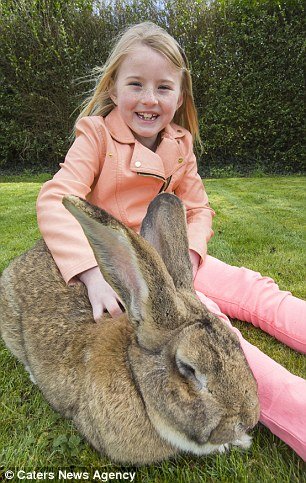 世界最大的兔子：英国家兔体长1米3成世界最大兔子 -4