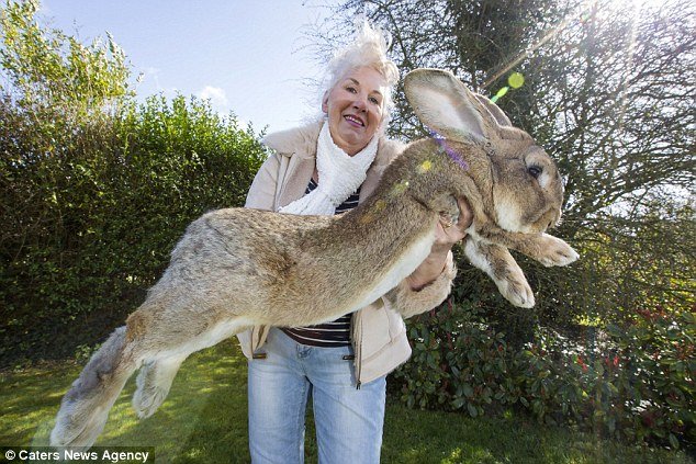 世界最大的兔子：英国家兔体长1米3成世界最大兔子 -1