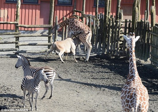 动物园羚羊顶死长颈鹿 十名儿童目睹全过程-2