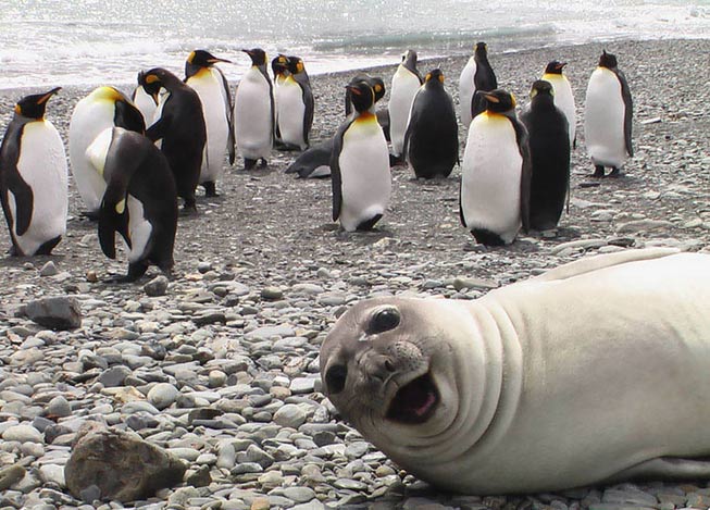 动物搞笑抢镜头：30个最有趣的动物抢镜瞬间