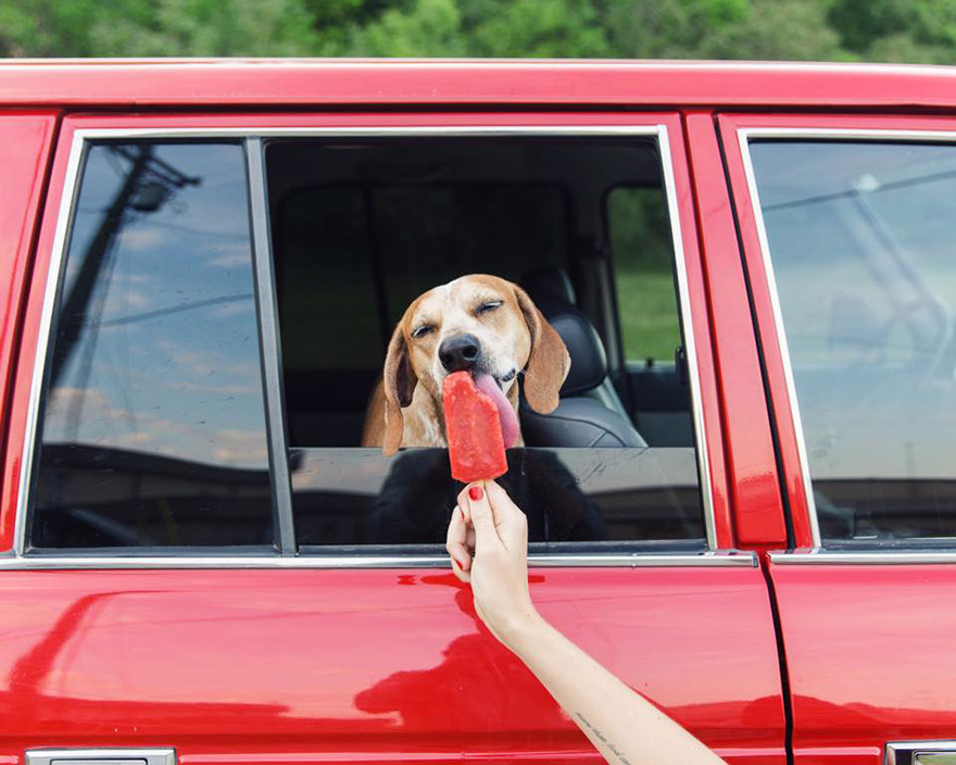 麦迪的事情：摄影师带着他的营救犬麦迪自驾横跨美国走红