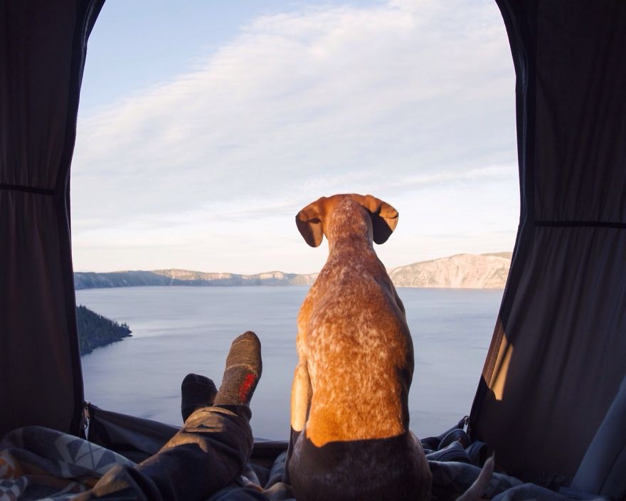 麦迪的事情：摄影师带着他的营救犬麦迪自驾横跨美国走红