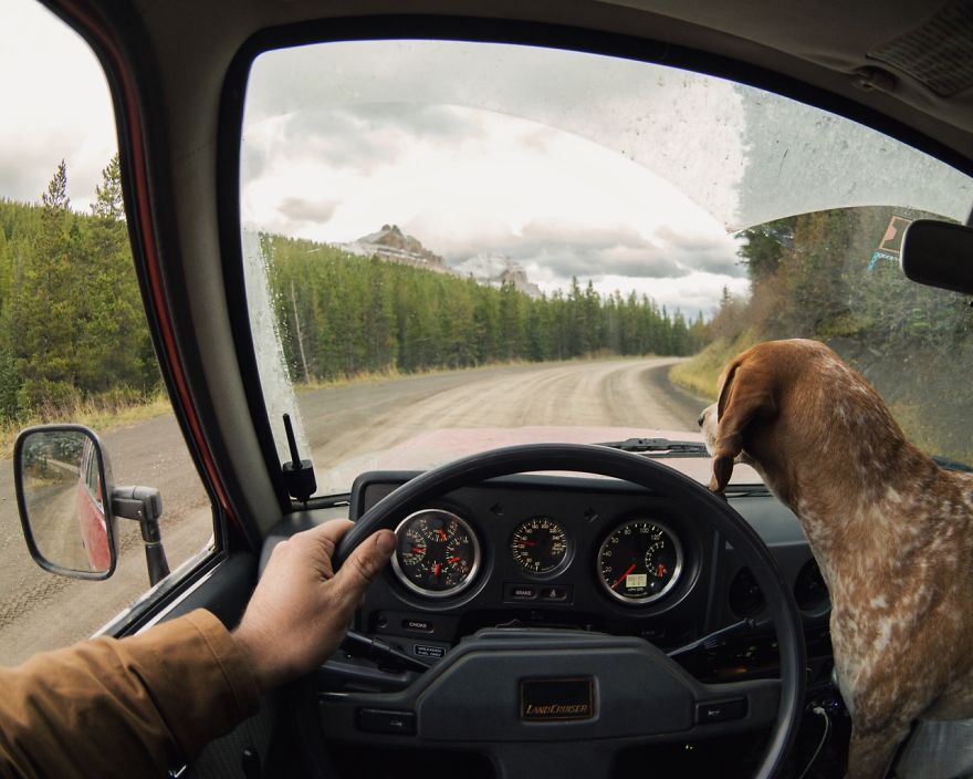 麦迪的事情：摄影师带着他的营救犬麦迪自驾横跨美国走红