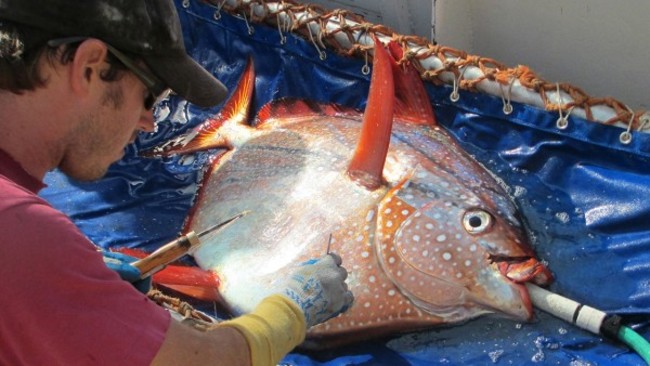 月亮鱼成唯一“热血”鱼：科学家刚刚发现了世界上第一个热血鱼 -2