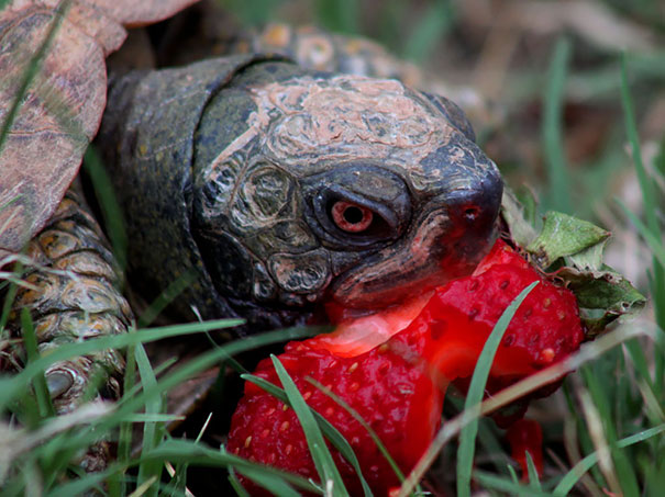 龟吃草莓