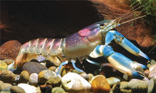 最美的红螯螯虾：新发现世界上最美的小龙虾