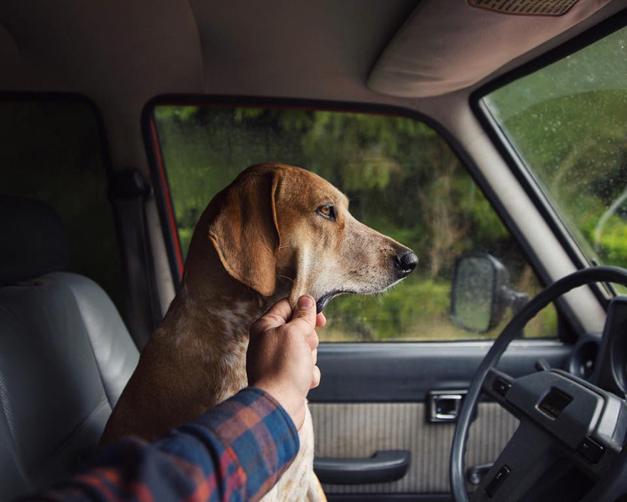 麦迪的事情：摄影师带着他的营救犬麦迪自驾横跨美国走红