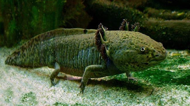 这是一只有足与蝾螈相近的螈，是完全形成的腿两栖动物，它们有时被称为“行走鱼”