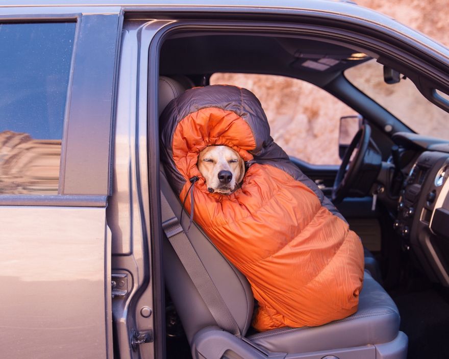 麦迪的事情：摄影师带着他的营救犬麦迪自驾横跨美国走红-1