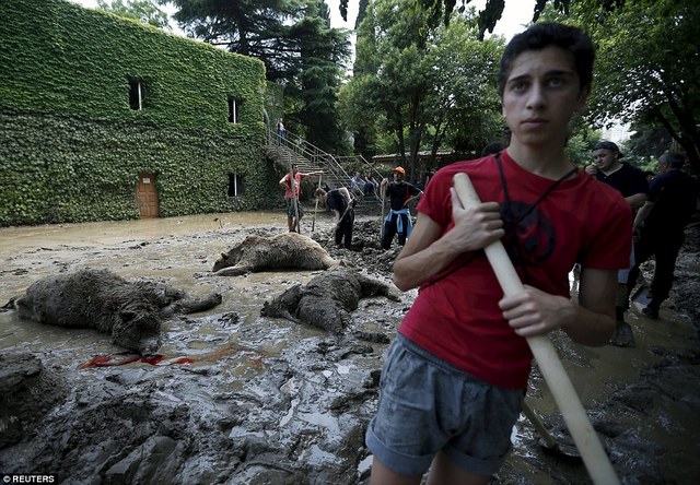 格鲁尼亚一个动物园被洪水淹没过后