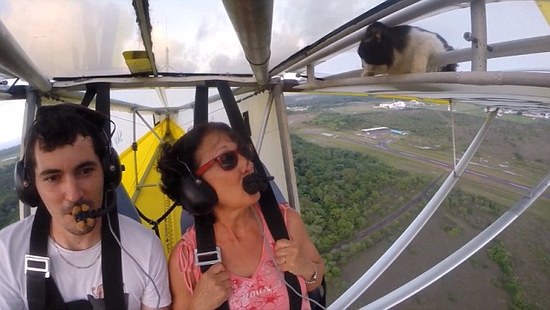 一只猫在数千英尺高空的机翼上，吓死喵了！