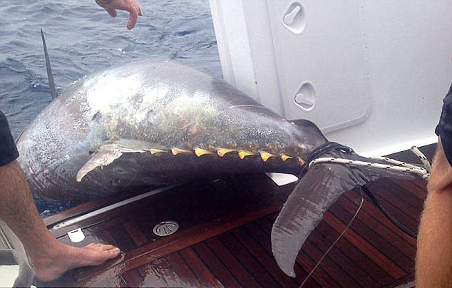 新西兰56岁女子钓到823斤蓝鳍金枪鱼 