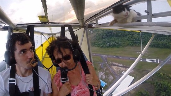 一只猫在数千英尺高空的机翼上，吓死喵了！