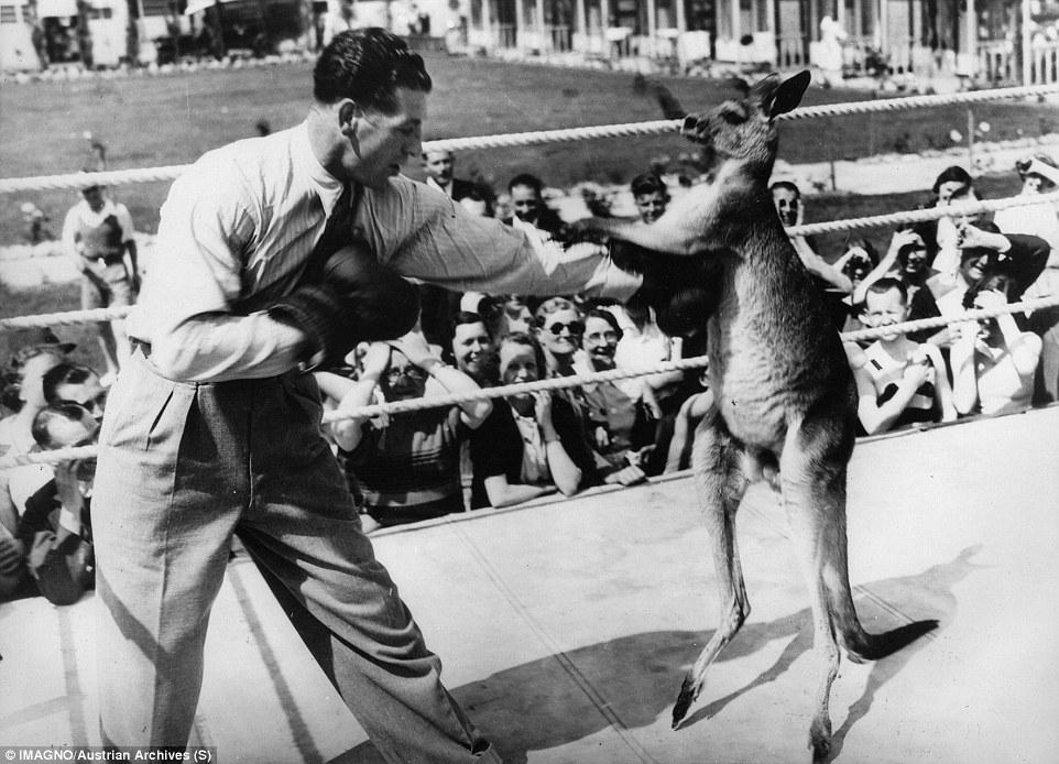 袋鼠打趴拳王 揭秘80年前的“人鼠拳击”
