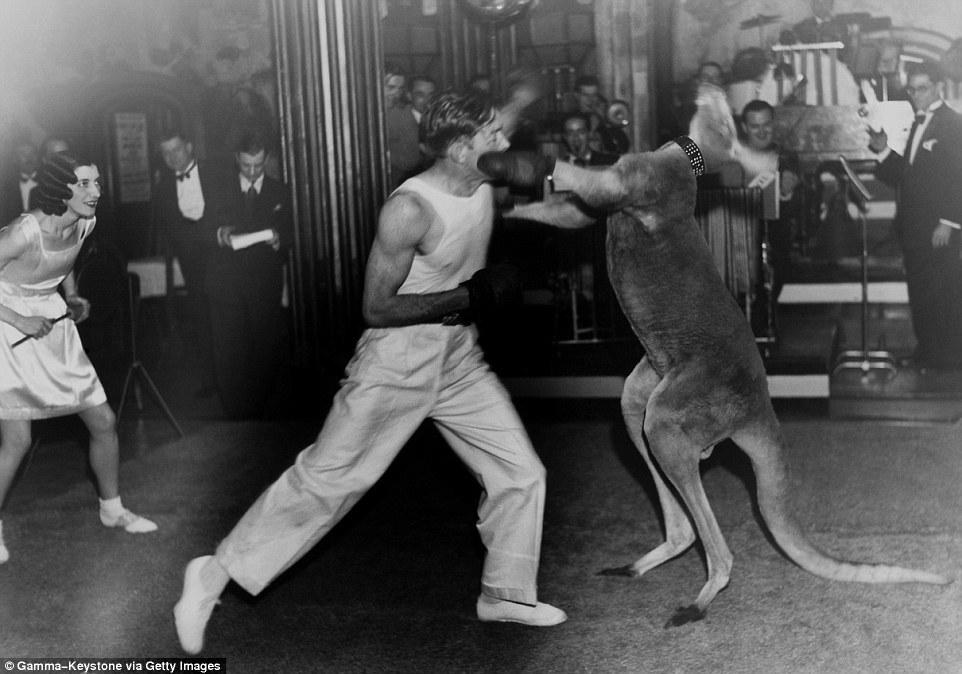 袋鼠打趴拳王 揭秘80年前的“人鼠拳击”