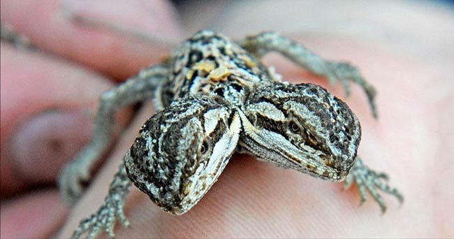 英国养殖场孵化出罕见双头蜥蜴 全球只有四例