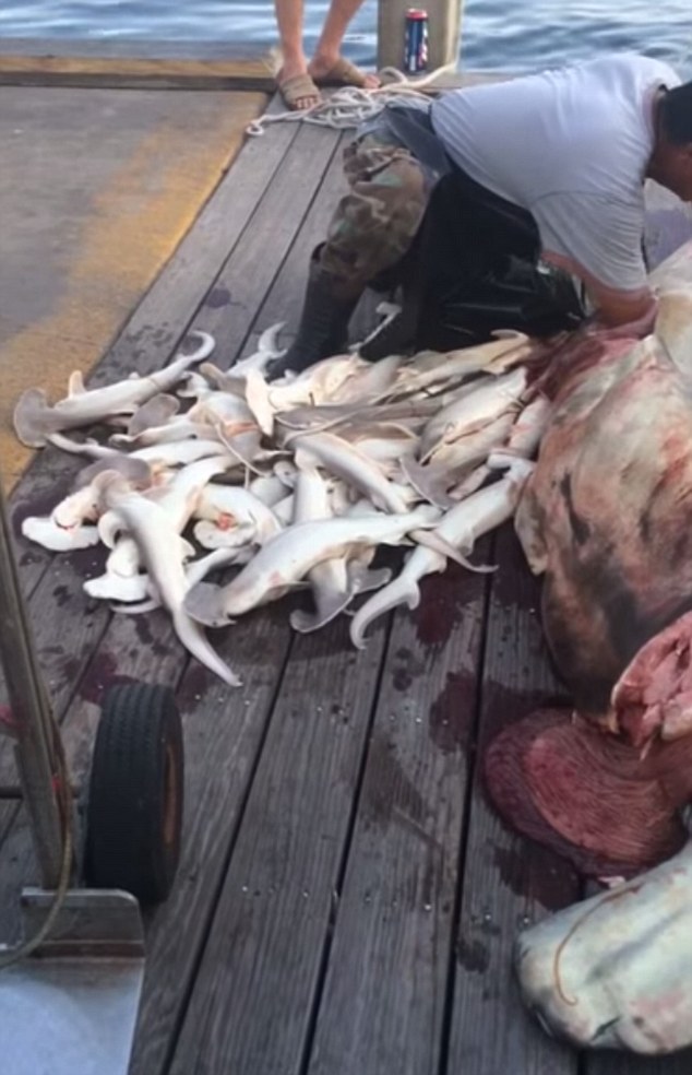 怀孕母鲨被渔船拖死 腹剖出34只幼鲨