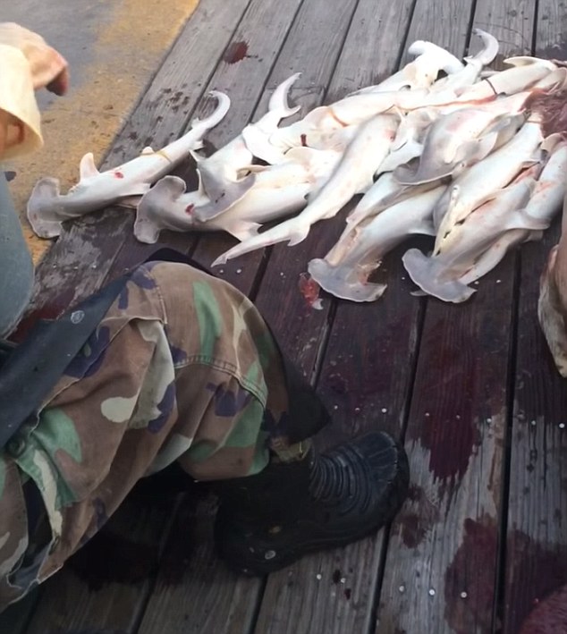 怀孕母鲨被渔船拖死 腹剖出34只幼鲨-2