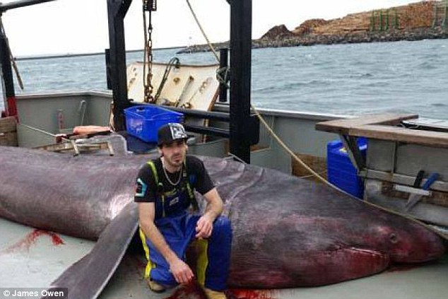 6.5米长的深海怪物！澳大利亚近100年来捕获最大的史前鲨鱼-3135564-image-a-2_1435032780784