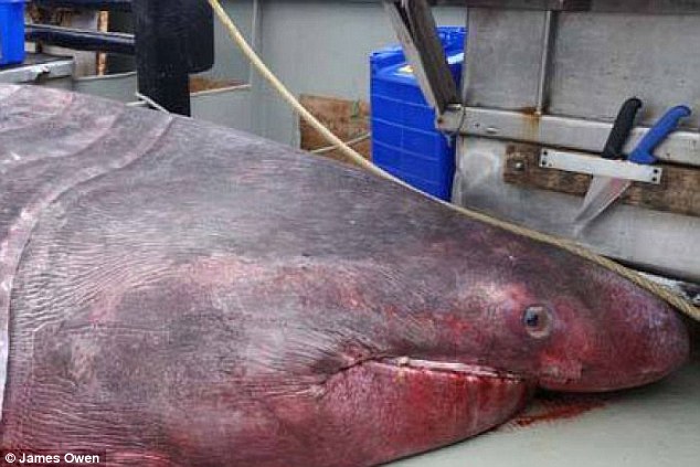 6.5米长的深海怪物！澳大利亚近100年来捕获最大的史前鲨鱼-3135564-image-a-1_1435032773905