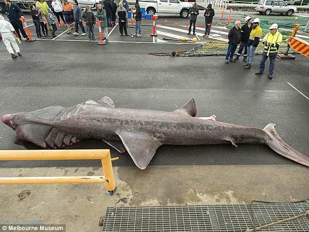 6.5米长的深海怪物！澳大利亚近100年来捕获最大的史前鲨鱼-3135564-image-a-14_1435040918404