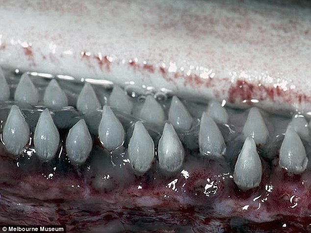 6.5米长的深海怪物！澳大利亚近100年来捕获最大的史前鲨鱼-3135564-image-a-13_1435040908433