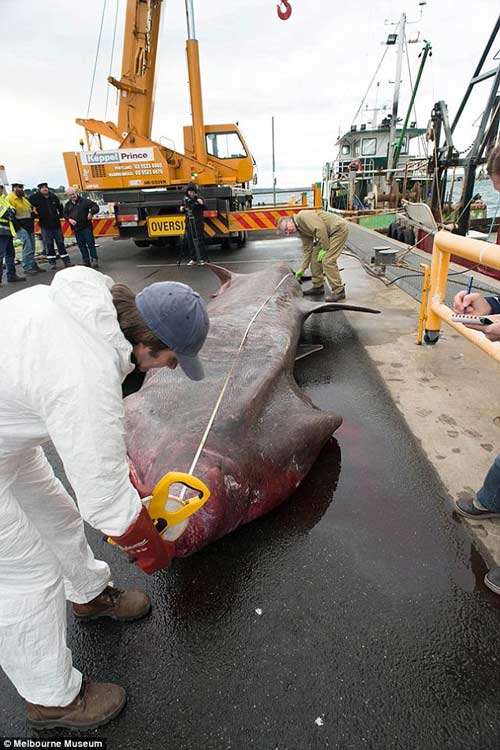 6.5米长的深海怪物！澳大利亚近100年来捕获最大的史前鲨鱼-3135564-image-a-15_1435043047031