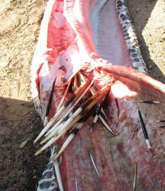 非洲岩蟒贪吃13.8公斤豪猪被刺穿内脏