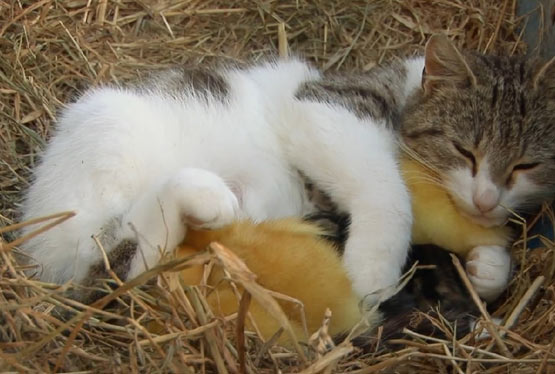 一只即将分娩的猫收养了被遗弃的小鸭